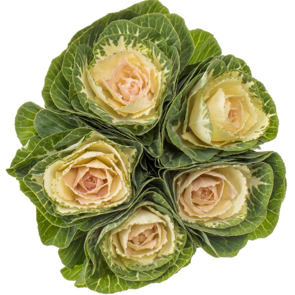 Zierkohl grün/weiss Crane 55cm