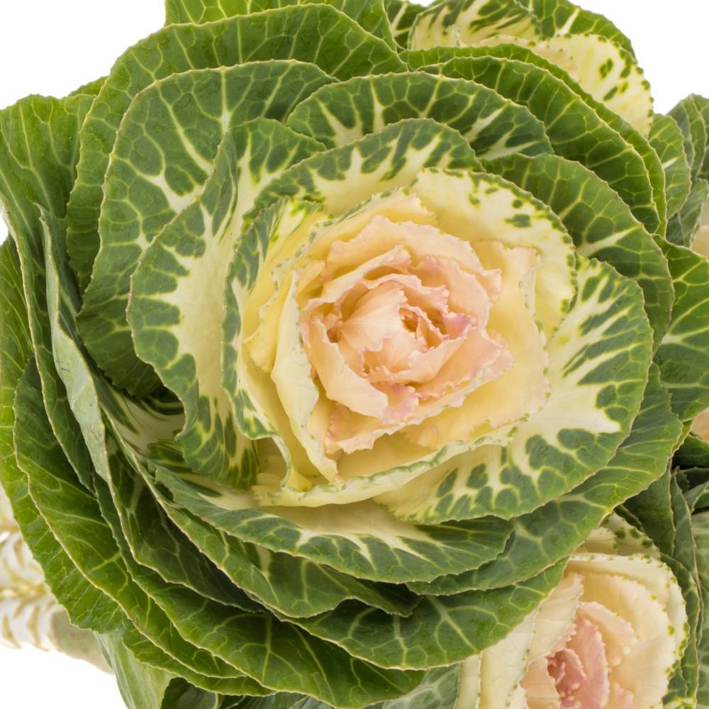 Zierkohl grün/weiss Crane 55cm