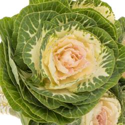 Zierkohl grün/weiss Crane 55cm