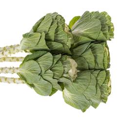 Zierkohl grün/weiss Crane 55cm