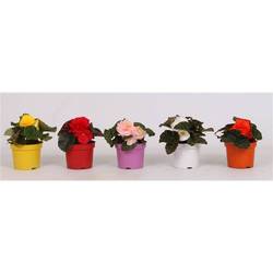 Begonie Knoll mix T12 H015