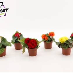 Begonie Knoll mix T12 H015