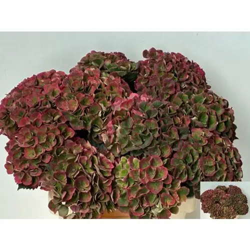 Hortensie grün/rot Charlotte Bol 13cm 60cm