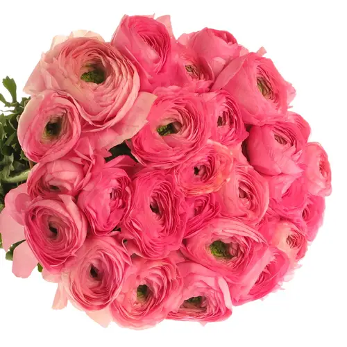 Ranunkel Clon Ex rosa