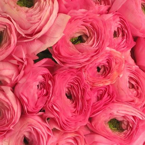 Ranunkel Clon Ex rosa