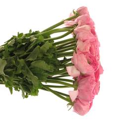 Ranunkel Clon Ex rosa
