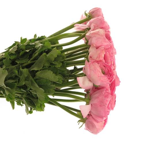 Ranunkel Clon Ex rosa