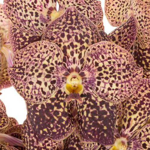 Vanda gelb/dunkel lila Ocelot Sangria