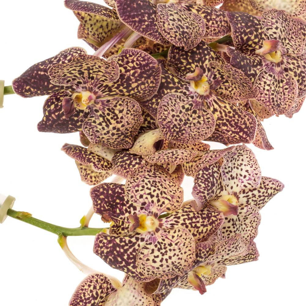 Vanda gelb/dunkel lila Ocelot Sangria