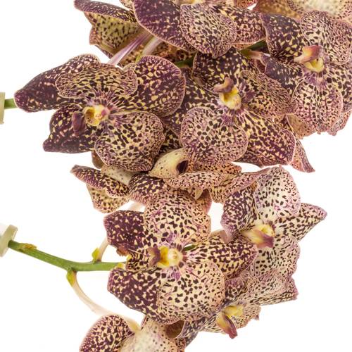 Vanda gelb/dunkel lila Ocelot Sangria