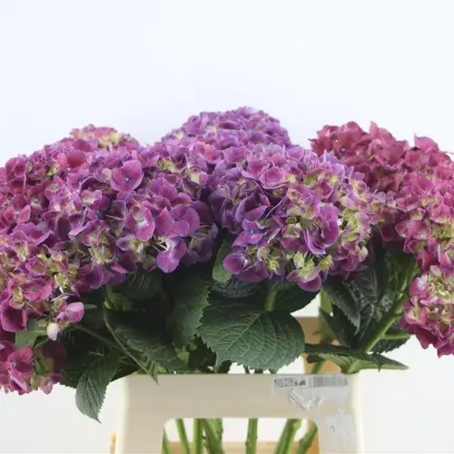Hortensie lila Trophy Purple Bol 18cm 60cm