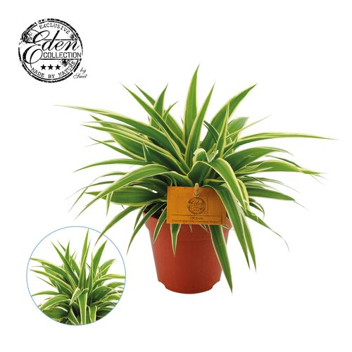 Chlorophytum Com. Ocean T12 H20