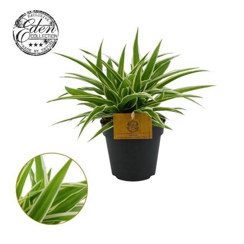 Chlorophytum Ocean T12 H020