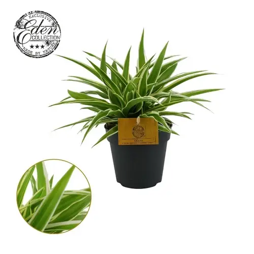 Chlorophytum Ocean T12 H020
