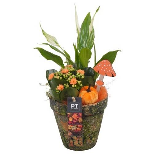 Spath.Arr PTHI5509 Herbst T13 H033