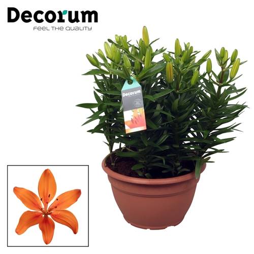Lilien 9er Aziaat Matrix Schale orange T25 H40