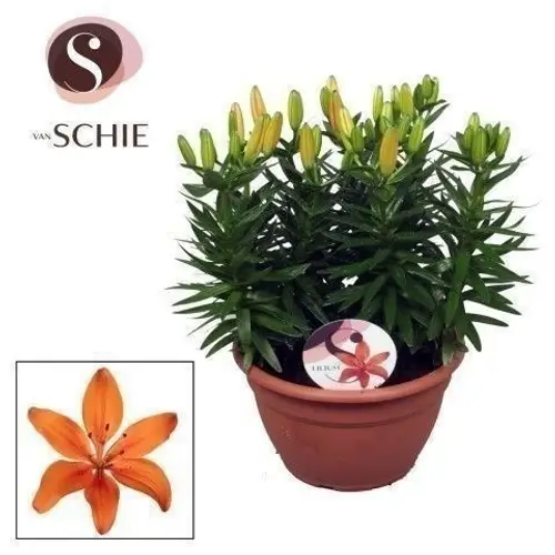 Lilien 9er Aziaat Matrix Schale orange 30+Blüte T25 H040