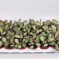 Kalanchoe Patrid T08 H16