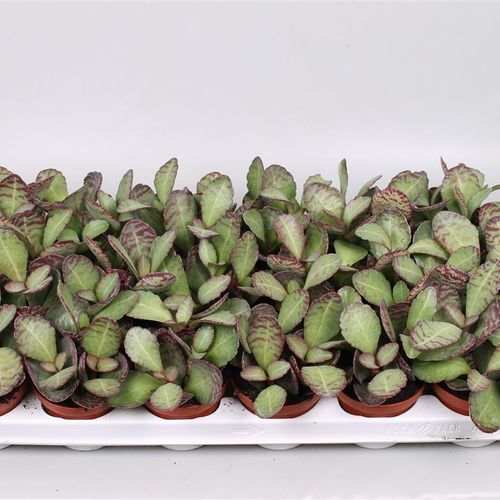 Kalanchoe Patrid T08 H16