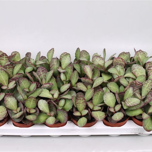 Kalanchoe Patrid T08 H16