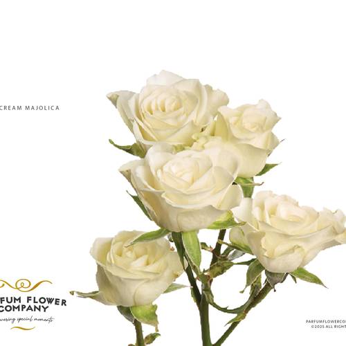 Rose verzweigt cream Majolica 50cm