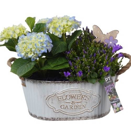 Garten.Arr PTPP6884 T28 H027