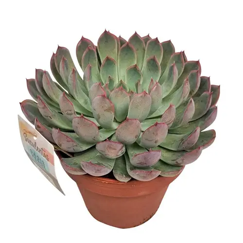 Echeveria Pink Edge T14 H025