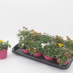 Hornveilchen mix Vegas T12 H015