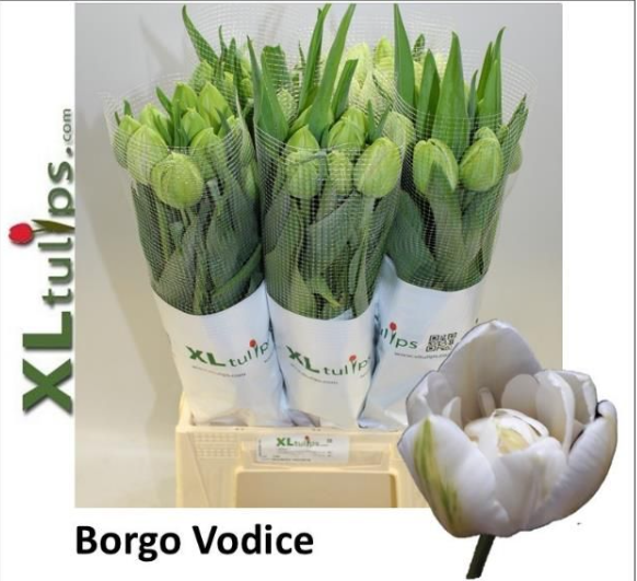 Franz.weiss doppel Borgo vodice 42 Gramm 50cm