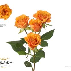 Rose verzweigt orange Safran Smile 50cm
