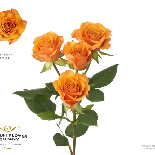 Rose verzweigt orange Safran Smile 50cm