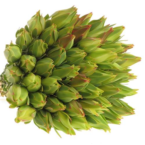 Leucadendron grün Procerum 40cm