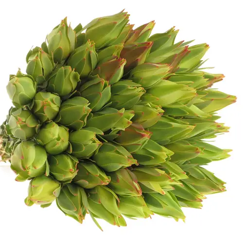 Leucadendron grün Procerum 40cm