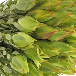 Leucadendron grün Procerum 40cm