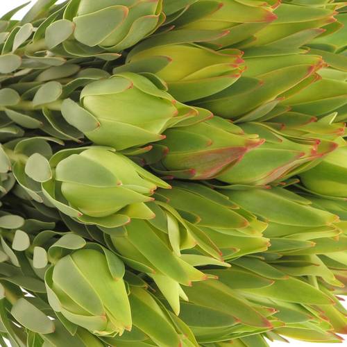 Leucadendron grün Procerum 40cm