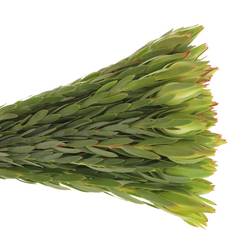 Leucadendron grün Procerum 40cm