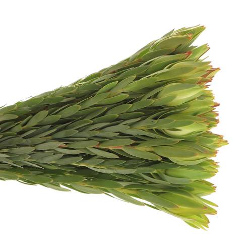 Leucadendron grün Procerum 40cm