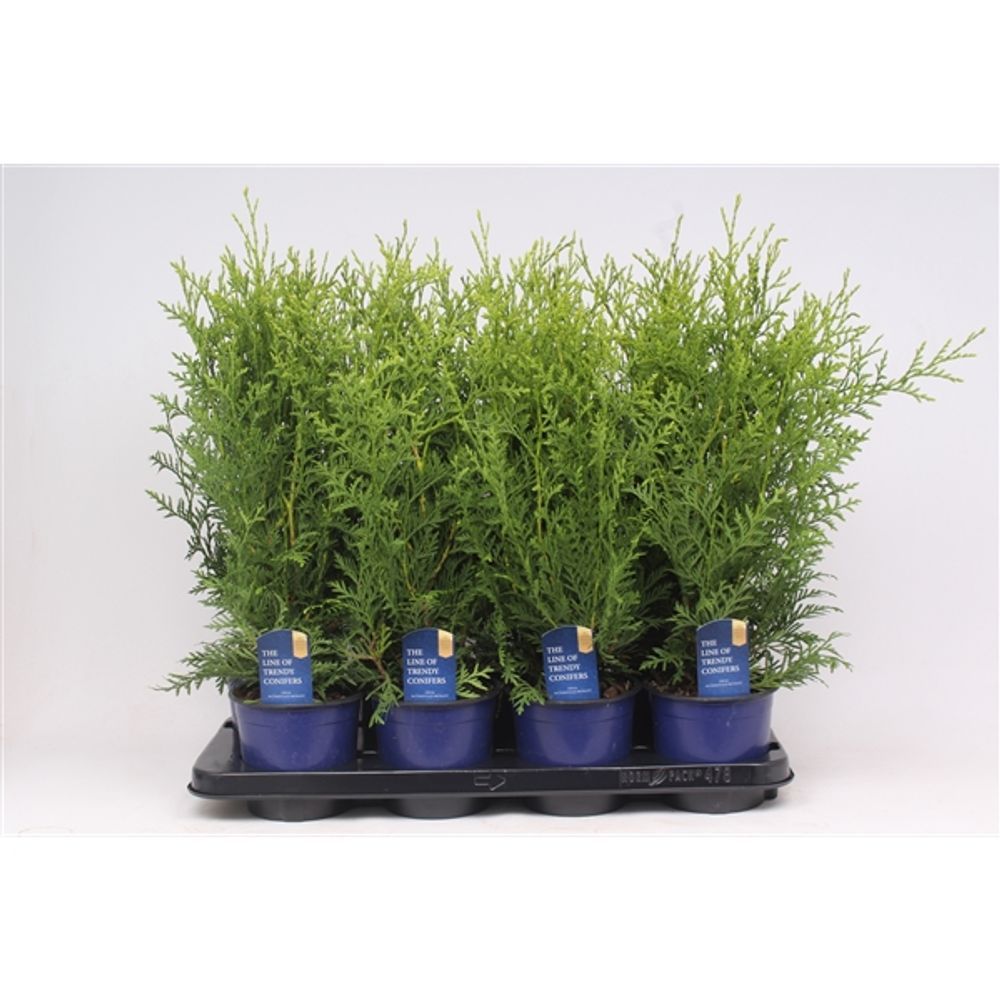 Thuja Oc Brabant T13 H50