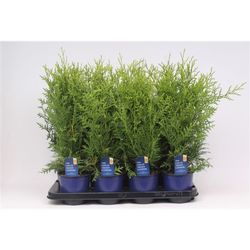 Thuja Oc Brabant T13 H50