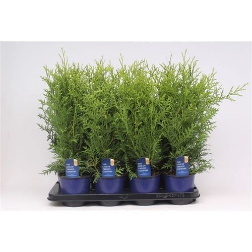 Thuja Oc Brabant T13 H50