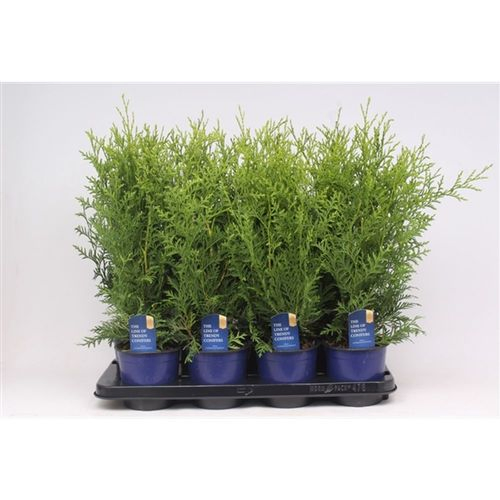Thuja Oc Brabant T13 H50