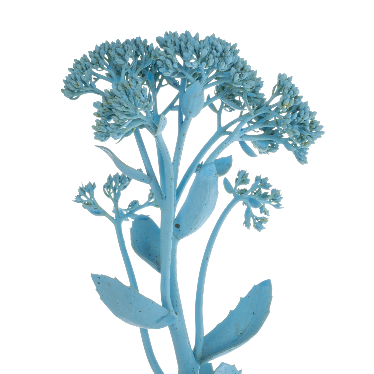 Sedum gefärbt hell blau Light Blue 55cm