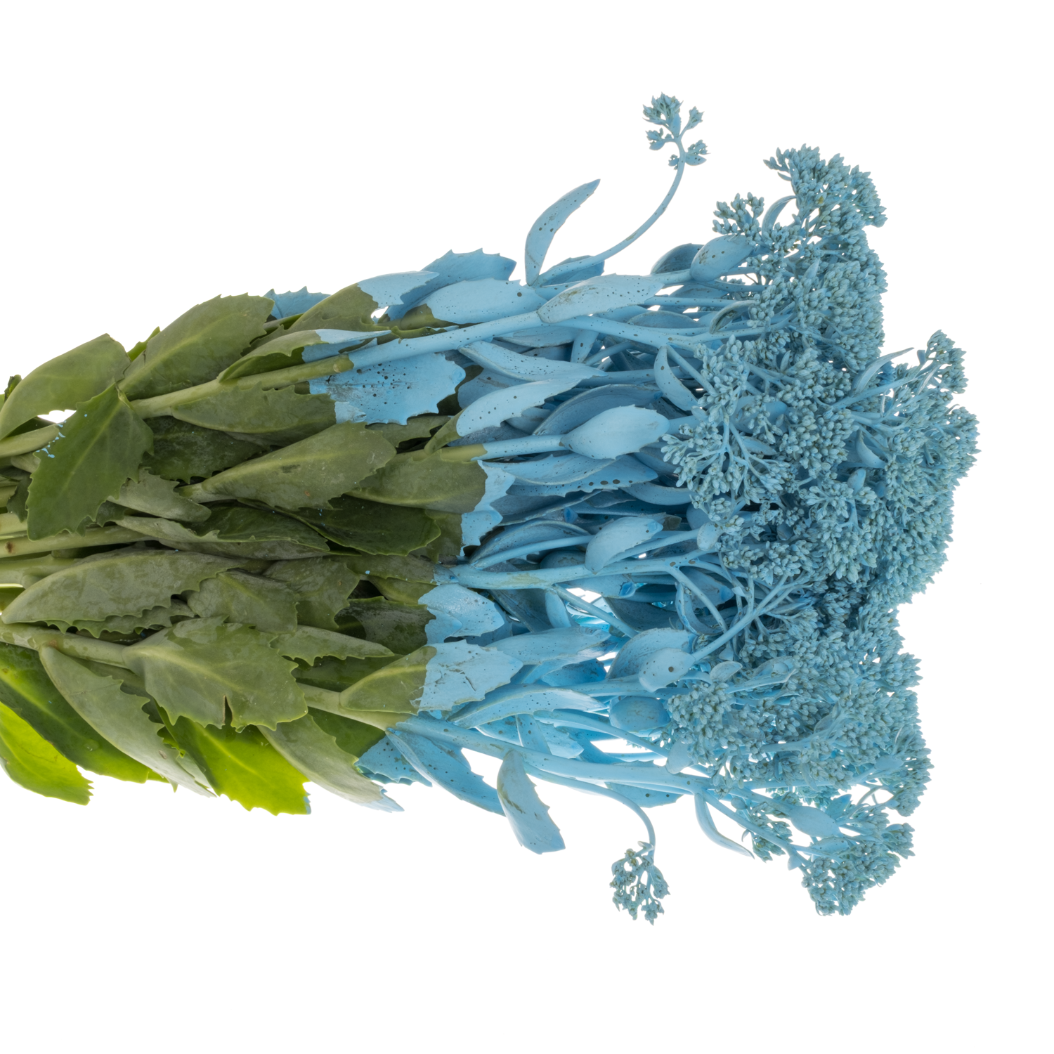 Sedum gefärbt hell blau Light Blue 55cm