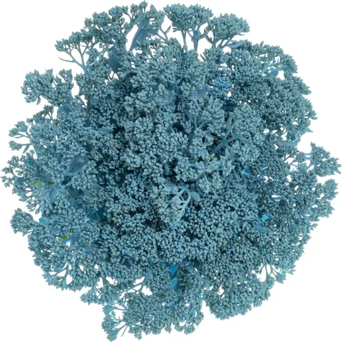 Sedum gefärbt hell blau Light Blue 55cm