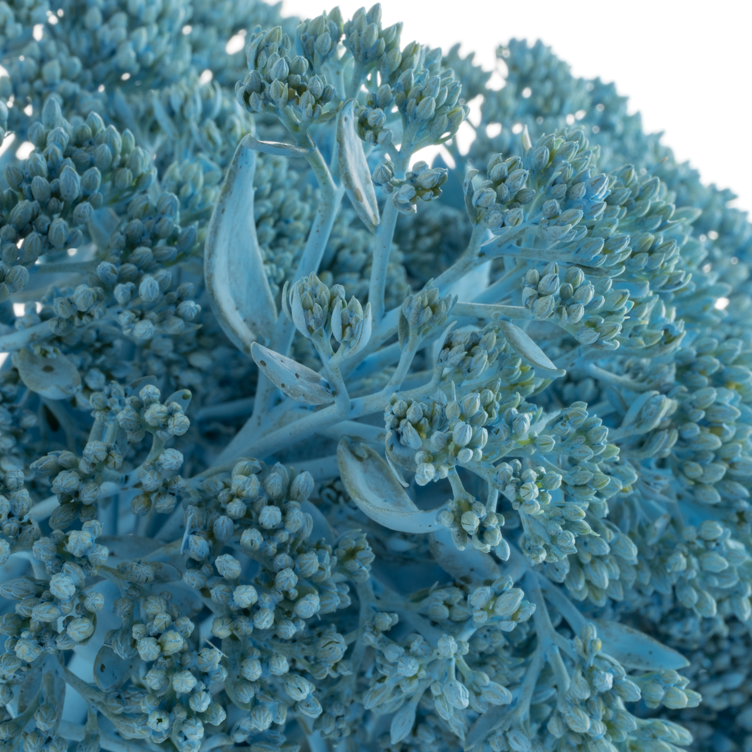 Sedum gefärbt hell blau Light Blue 55cm