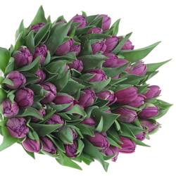 Tulpe lila doppel Saffiro 32 Gramm