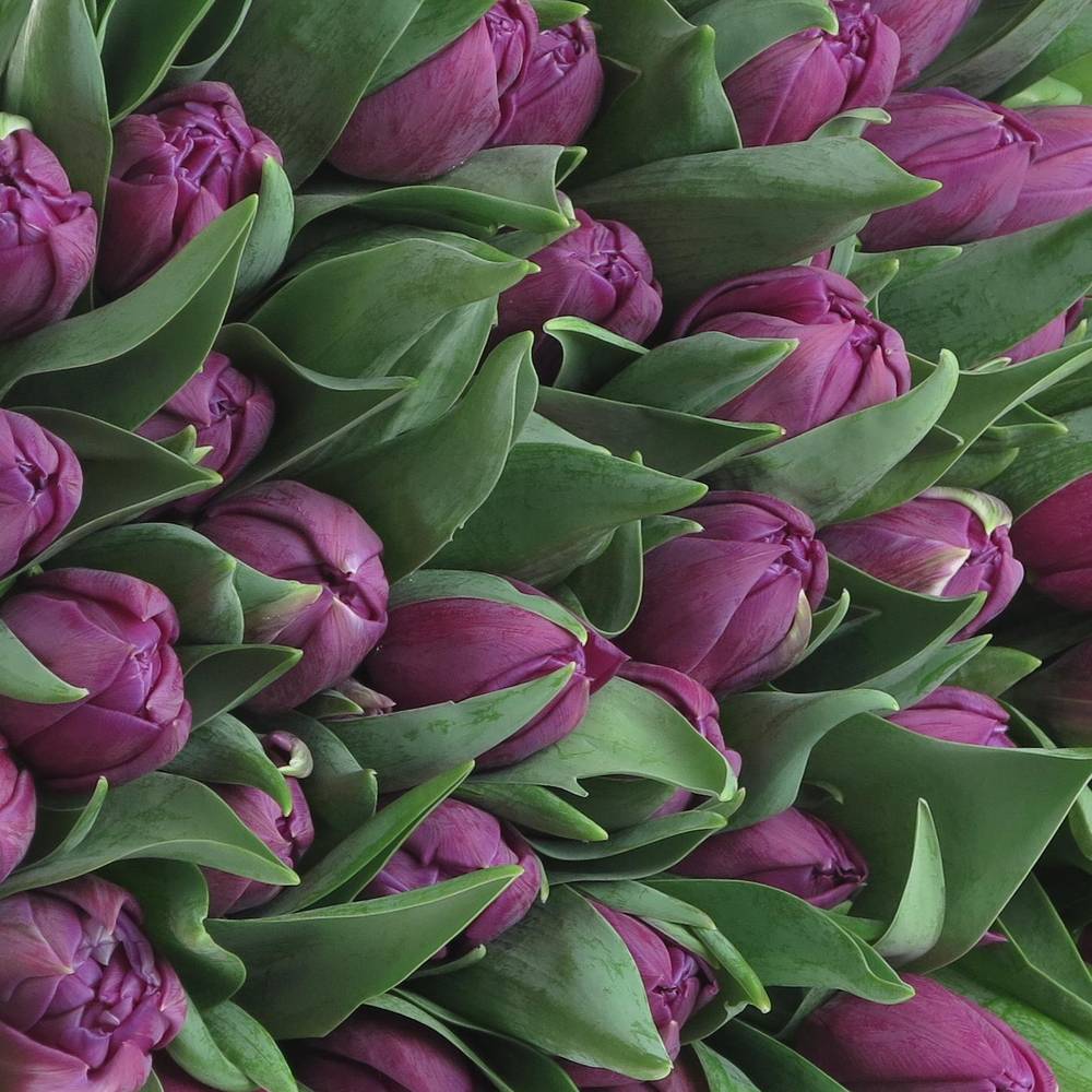 Tulpe lila doppel Saffiro 32 Gramm