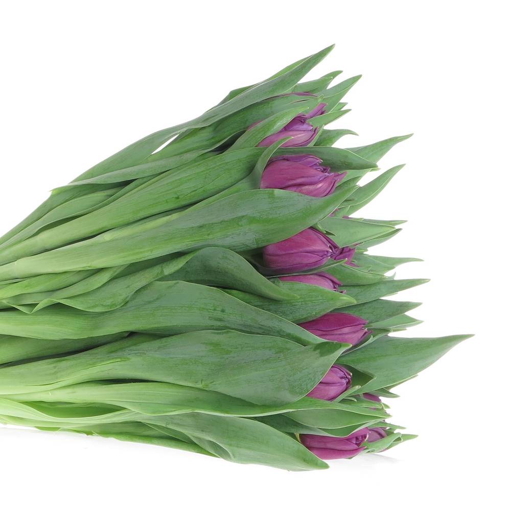 Tulpe lila doppel Saffiro 32 Gramm