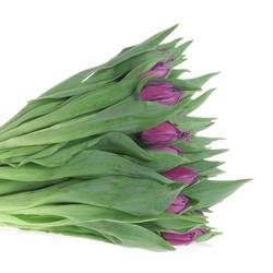 Tulpe lila doppel Saffiro 32 Gramm