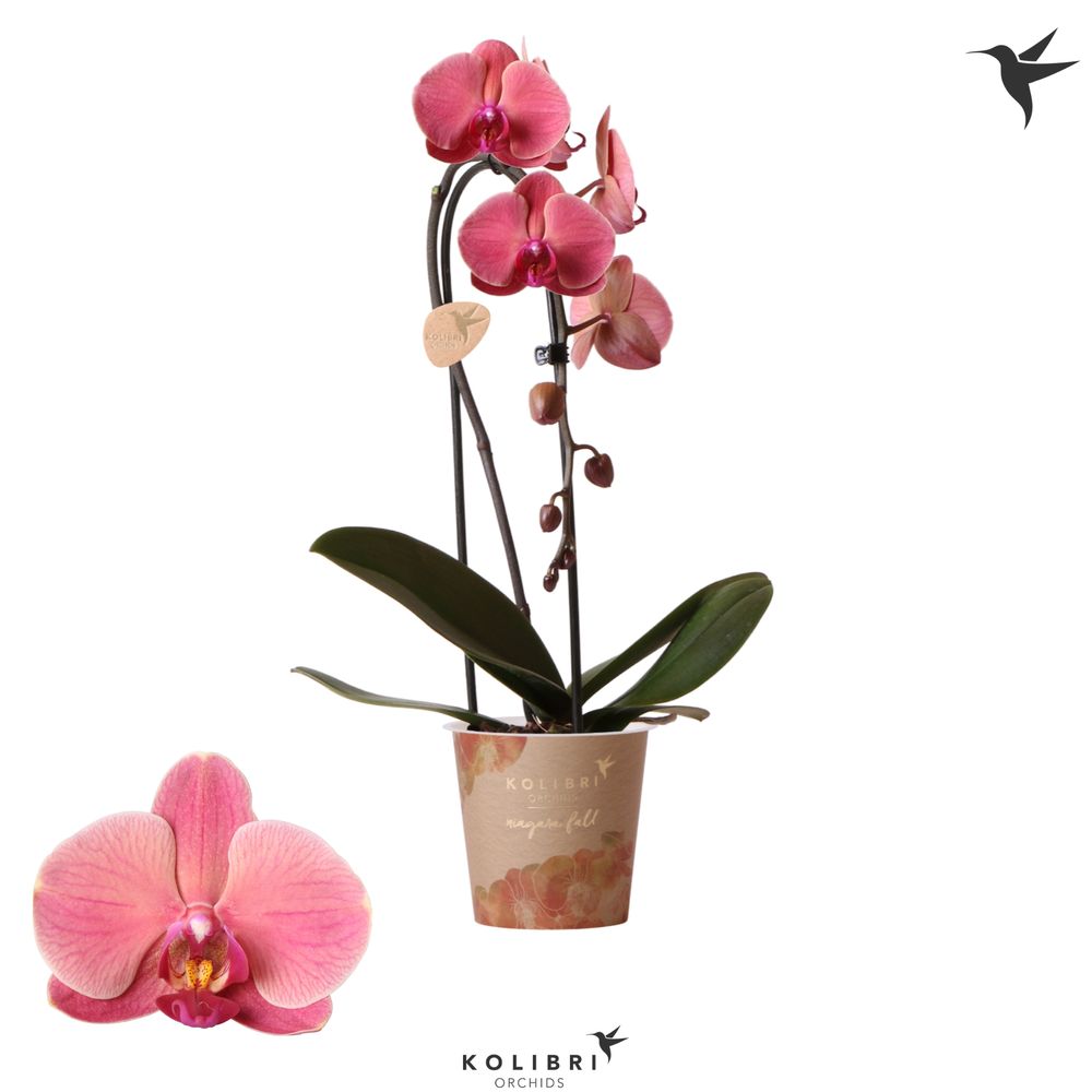 Phal.1-R orange Niagara Fall T12 H50